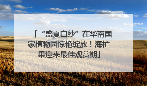 “盛夏白纱”在华南国家植物园惊艳绽放！海杧果迎来最佳观赏期