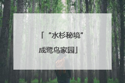 “水杉秘境”成鹭鸟家园