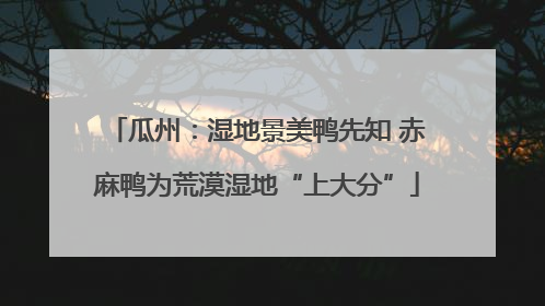瓜州：湿地景美鸭先知 赤麻鸭为荒漠湿地“上大分”