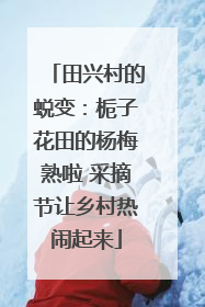 田兴村的蜕变：栀子花田的杨梅熟啦 采摘节让乡村热闹起来