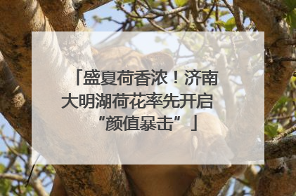 盛夏荷香浓！济南大明湖荷花率先开启“颜值暴击”