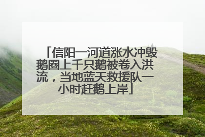 信阳一河道涨水冲毁鹅圈上千只鹅被卷入洪流，当地蓝天救援队一小时赶鹅上岸