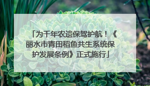 为千年农遗保驾护航！《丽水市青田稻鱼共生系统保护发展条例》正式施行