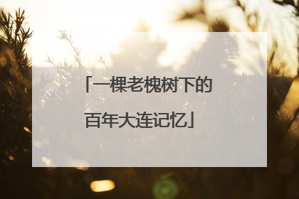 一棵老槐树下的百年大连记忆