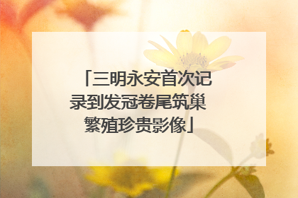 三明永安首次记录到发冠卷尾筑巢繁殖珍贵影像