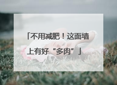 不用减肥！这面墙上有好“多肉”
