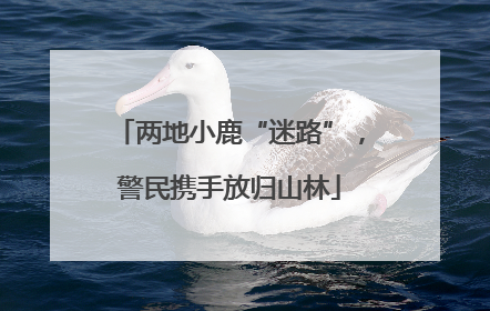两地小鹿“迷路”，警民携手放归山林
