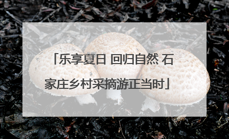 乐享夏日 回归自然 石家庄乡村采摘游正当时