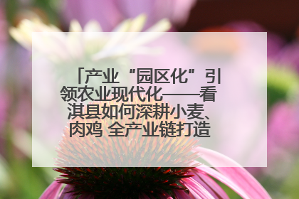 产业“园区化”引领农业现代化——看淇县如何深耕小麦、肉鸡 全产业链打造现代农业产业园