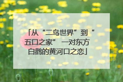 从“二鸟世界”到“五口之家” 一对东方白鹳的黄河口之恋