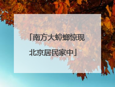 南方大蟑螂惊现北京居民家中
