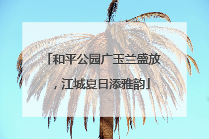 和平公园广玉兰盛放，江城夏日添雅韵
