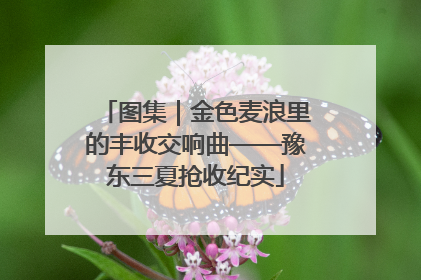图集｜金色麦浪里的丰收交响曲——豫东三夏抢收纪实