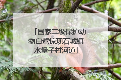 国家二级保护动物白鹭惊现石城镇水堡子村河道