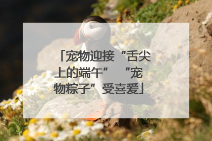 宠物迎接“舌尖上的端午” “宠物粽子”受喜爱