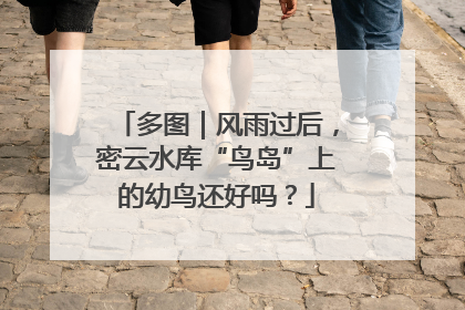 多图｜风雨过后，密云水库“鸟岛”上的幼鸟还好吗？