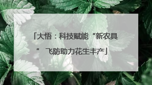 大悟：科技赋能“新农具” 飞防助力花生丰产