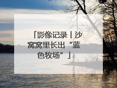 影像记录丨沙窝窝里长出“蓝色牧场”