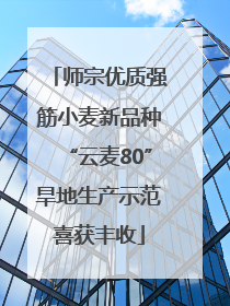 师宗优质强筋小麦新品种“云麦80”旱地生产示范喜获丰收