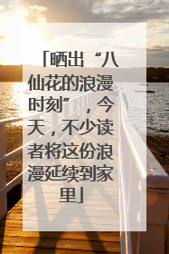 晒出“八仙花的浪漫时刻”，今天，不少读者将这份浪漫延续到家里