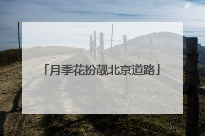 月季花扮靓北京道路