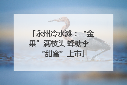 永州冷水滩：“金果”满枝头 蜂糖李“甜蜜”上市