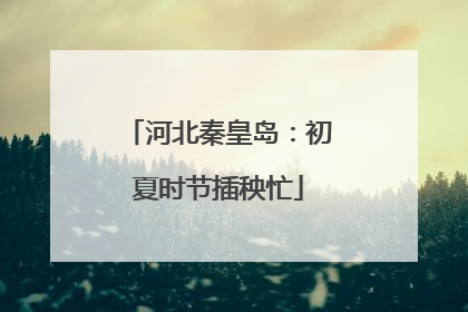 河北秦皇岛：初夏时节插秧忙