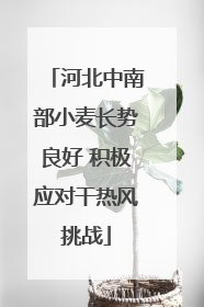 河北中南部小麦长势良好 积极应对干热风挑战