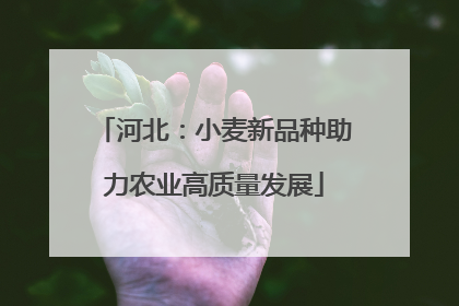 河北：小麦新品种助力农业高质量发展