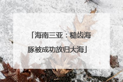 海南三亚：糙齿海豚被成功放归大海