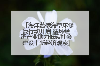 海洋蓝碳海草床修复行动开启 循环经济产业助力低碳社会建设丨新经济观察