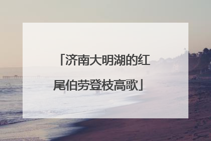 济南大明湖的红尾伯劳登枝高歌