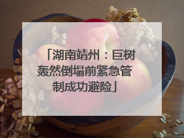 湖南靖州：巨树轰然倒塌前紧急管制成功避险