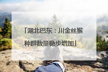 湖北巴东：川金丝猴种群数量稳步增加