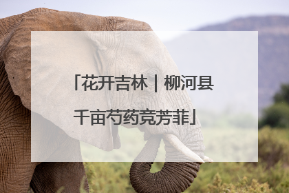 花开吉林｜柳河县千亩芍药竞芳菲