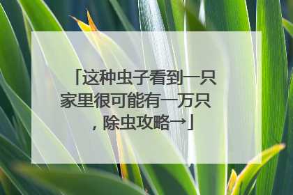 这种虫子看到一只家里很可能有一万只，除虫攻略→
