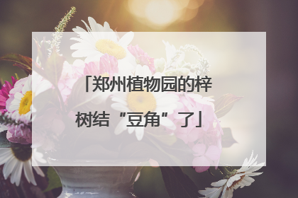 郑州植物园的梓树结“豆角”了
