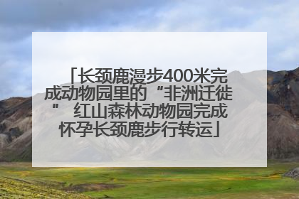 长颈鹿漫步400米完成动物园里的“非洲迁徙” 红山森林动物园完成怀孕长颈鹿步行转运