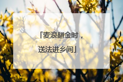 麦浪翻金时，送法进乡间