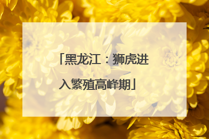 黑龙江：狮虎进入繁殖高峰期