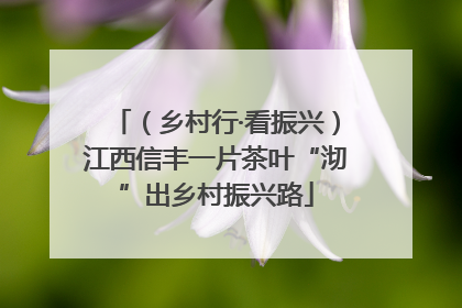 （乡村行·看振兴）江西信丰一片茶叶“沏”出乡村振兴路