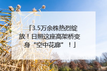 3.5万余株热烈绽放！日照这座高架桥变身“空中花廊”！